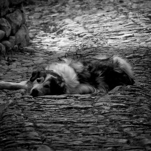 Chien couché sur les pavés en noir et blanc - France  - collection de photos clin d'oeil, catégorie animaux